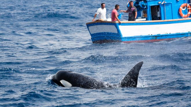 Orcas sink boat with two passengers on board in Strait of Gibraltar